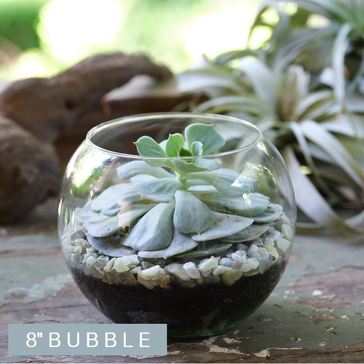 Petit Bubble Succulent Terrarium  Le Jardin Francais