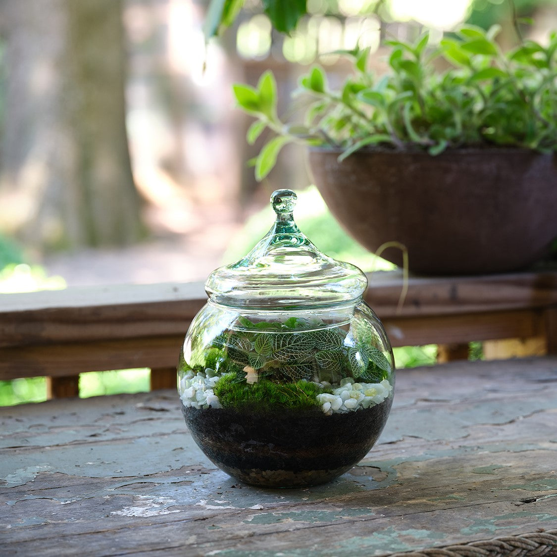Petit Bubble Tropical Terrarium – Le Jardin Francais