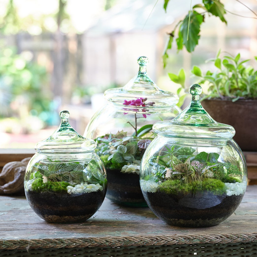 Bubble Tropical Terrarium – Le Jardin Francais