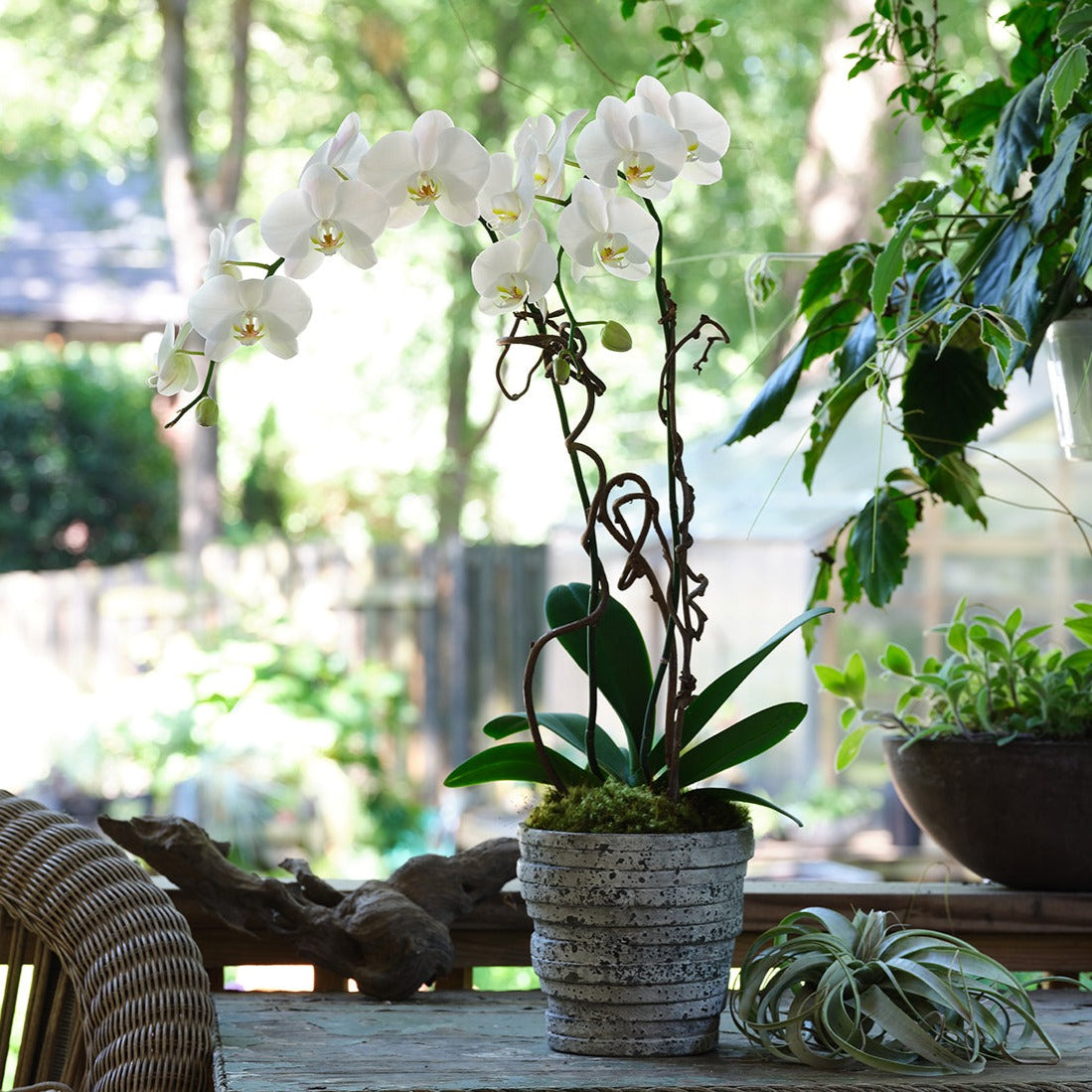 ORCHARD M/C G-1 サイズ38 White Premium Orchids – Le Jardin Francais