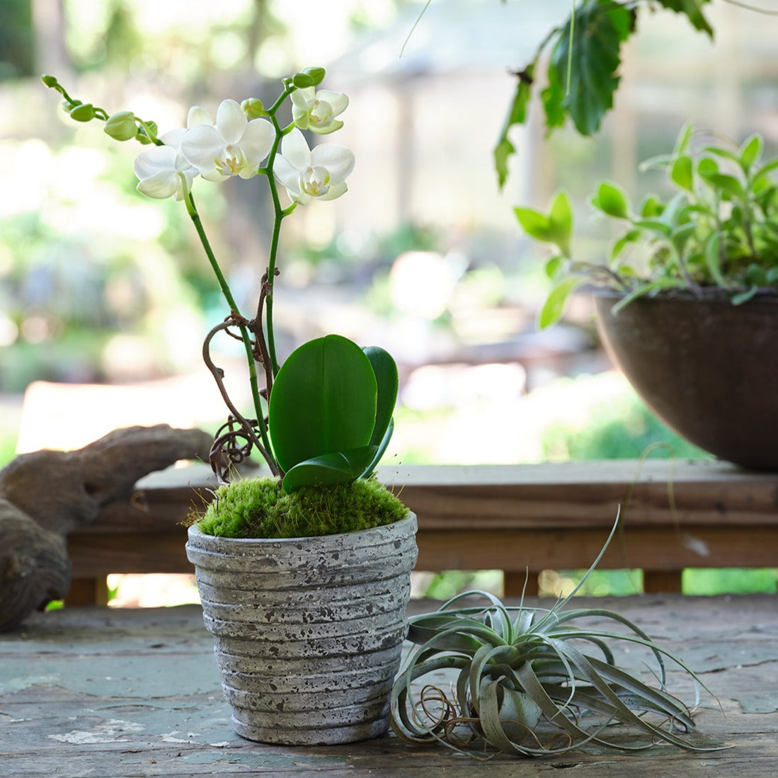 succulent en francais Small Premium Orchids – Le Jardin Francais