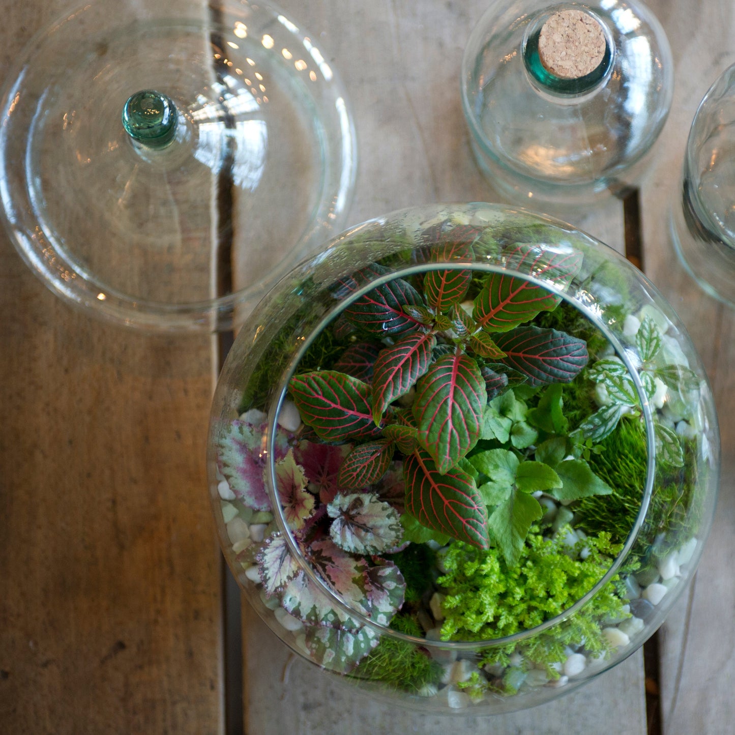plantes tropicales terrarium Bubble Tropical Terrarium – Le Jardin Francais