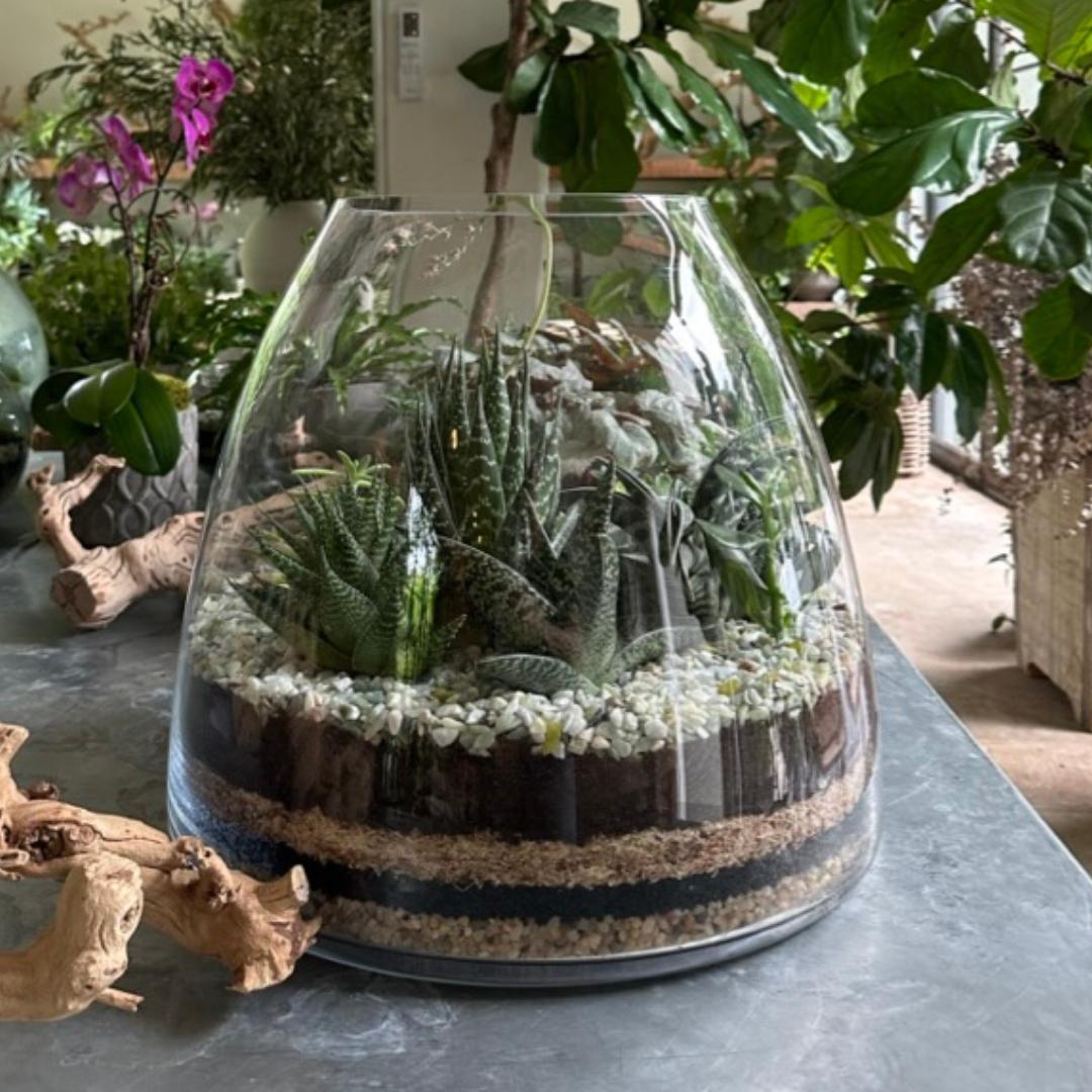 succulent en francais Trapèze Succulent Terrarium – Le Jardin Francais