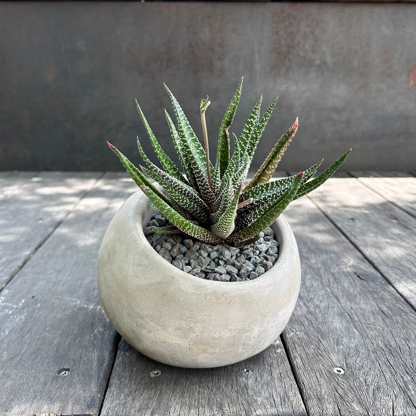 succulent en francais Joel Succulent Bubble – Le Jardin Francais