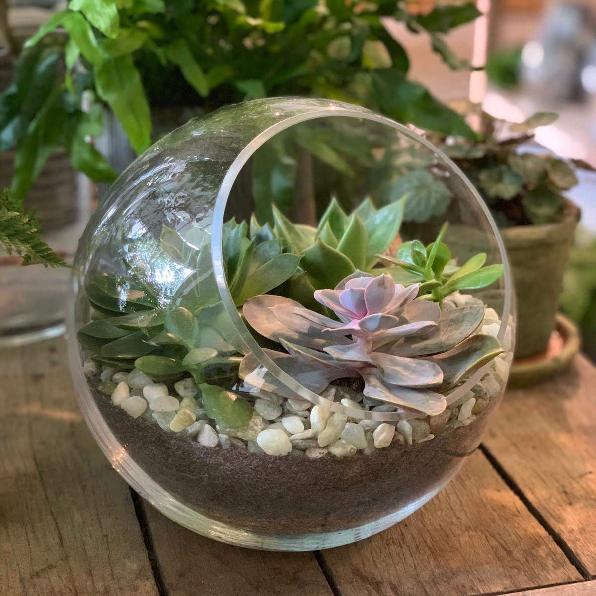 Glass terrarium with succulents on a wooden table