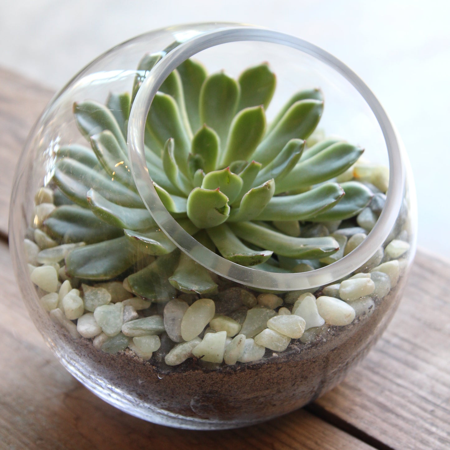 Succulent plant in a glass terrarium on a wooden surface