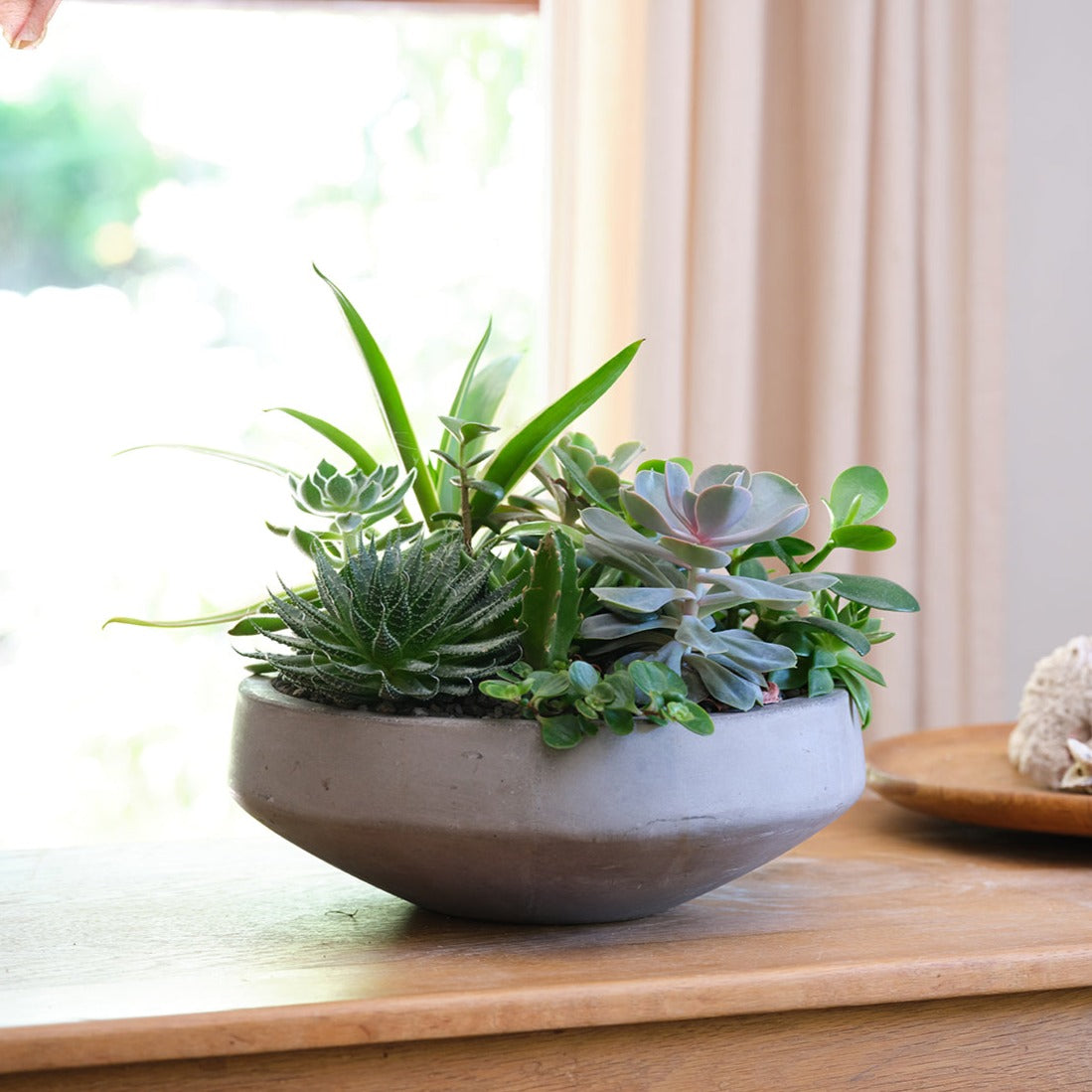 succulent francais Joel Succulent Bowl – Le Jardin Francais